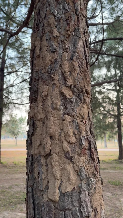 Closeup of termite colony and mud on a tree in the forest. Stock Footage 296883486