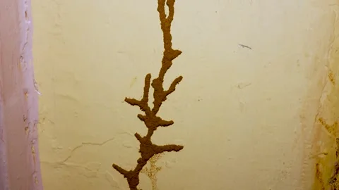 Closeup Of Termite Infestation Trail On Weathered Interior Wall Stock Footage 344511174