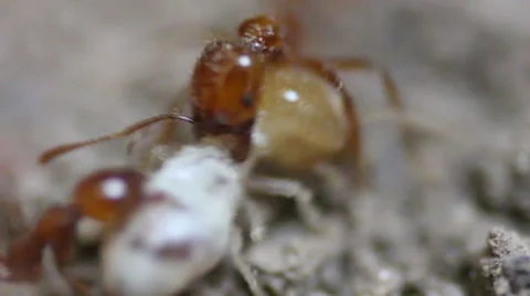 Closeup of Termites being Dragged Away by Red Ants Stock Footage 48715529