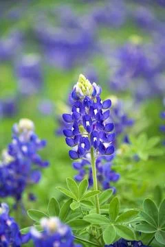 Closeup of Texas Bluebonnet in the spring Stock Photos