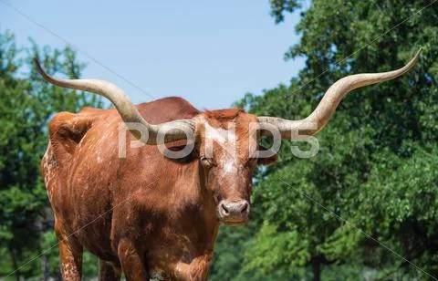 Closeup of Texas longhorn Stock Photos