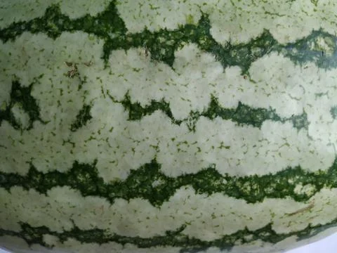 Closeup of Texture and Pattern of Water Melon Fruit Outer Skin Foto stock