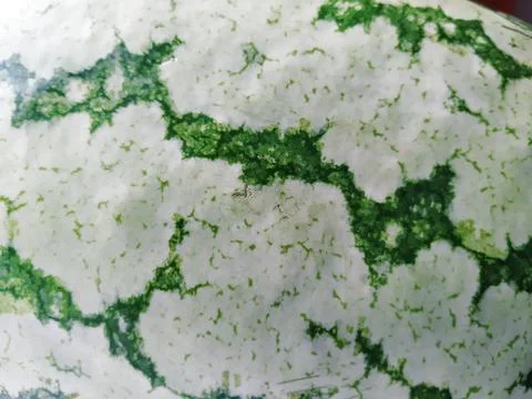 Closeup of Texture and Pattern of Water Melon Fruit Outer Skin Stock Photos