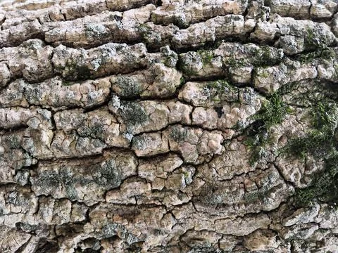 Closeup of texture background of an old oak tree bark. Stock Photos