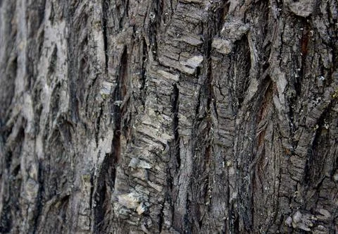 Closeup of texture background of an old oak tree bark. Stock Photos