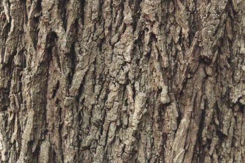 Closeup texture of bark on an old tree in a forest Stock Photos