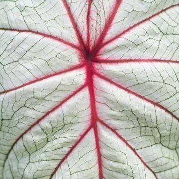 Closeup texture of the caladium bicolor leaf Stock Photos