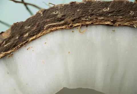 Closeup texture of a cutaway coconut fruit on a blue background Stock Photos