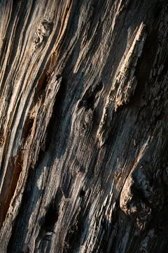 Closeup texture of dead old dry dead tree trunk, macro wooden background Stock Photos