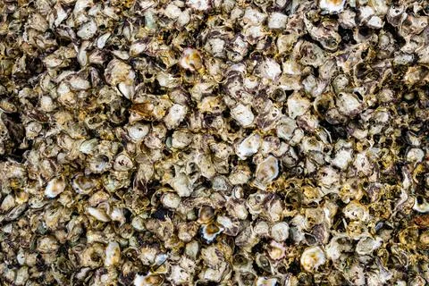 Closeup texture of empty oyster shells with barnacles pile up on the rock. Stock Photos
