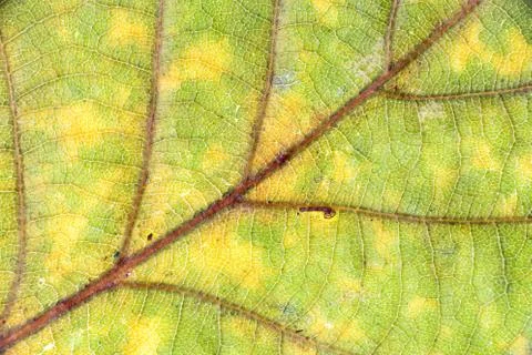Closeup texture of a green leaf of a tree Stock Photos