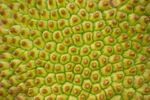 Closeup texture of the jackfruit peel. Stock Photos