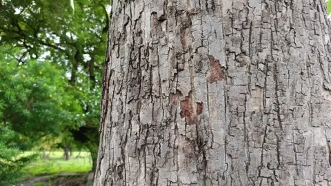 Closeup texture of natural tree bark in forest Stock Footage 316112038
