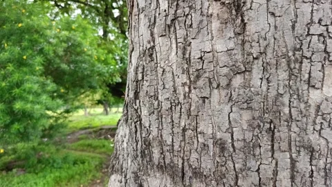 Closeup texture of natural tree bark in forest Stock Footage 316112045