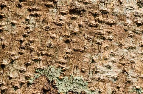 Closeup texture of old rough surface of Cotton fruit or Santol tree stem. Stock Photos