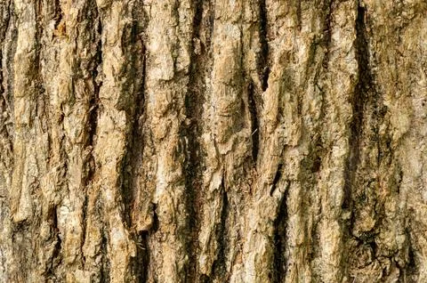 Closeup texture of old rough surface of Claudia tree stem. Stock Photos