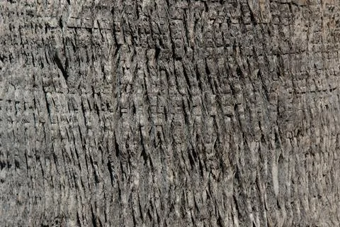 Closeup texture of palm tree bark Stock Photos