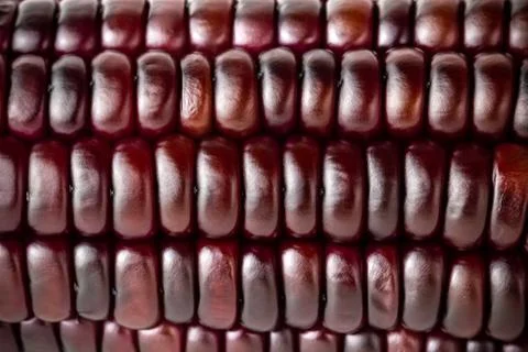 Closeup texture of purple corn seed. Concepts of healthy food. Stock Photos