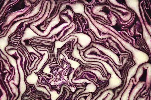 Closeup texture shot of inside a red cabbage Stock Photos