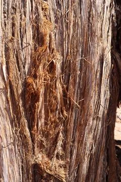 Closeup texture of split cedar tree in Utah, USA - perfect for background Foto stock