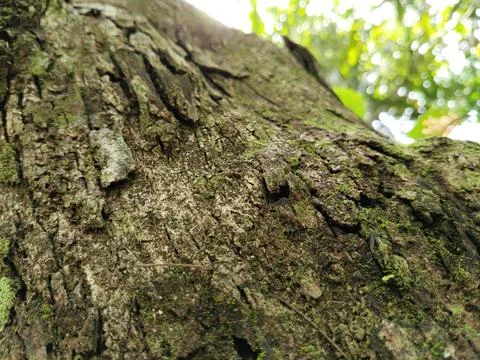 Closeup texture of tree bark in natural forest environment, detailed wood patter Foto stock