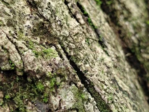 Closeup texture of tree bark in natural forest environment, detailed wood patter Stockfoto's