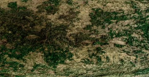 Closeup texture of tree bark. Pattern of natural tree bark background. Rough  Foto stock