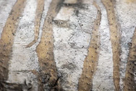 Closeup texture of tree bark Stock Photos