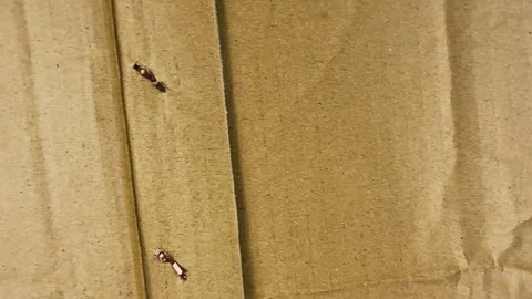 Closeup of a textured brown cardboard surface Stock-Footage 341914980