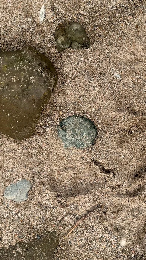 Closeup of textured sandy beach surface with subtle patterns and scattered .. Stock Footage 338414293