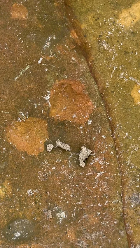 Closeup of textured stone surface with earthy tones and intricate natural p.. Stock Footage 338414298