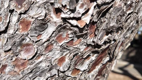 Closeup of textured tree bark Stock Footage 317177607