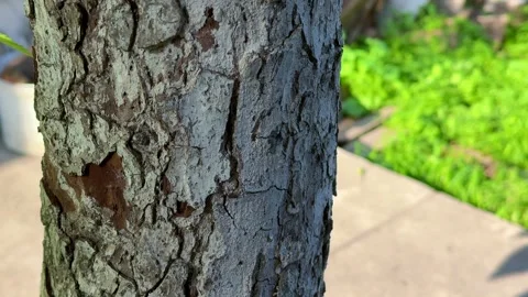 Closeup textured tree bark in garden with green plants background Stock Footage 311981969