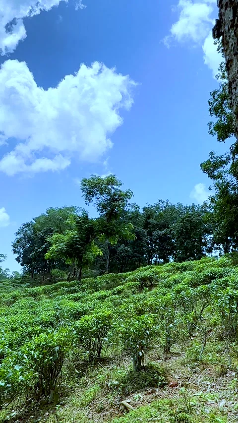 Closeup of textured tree bark with lush green landscape and blue sky in the.. Stock Footage 338414304