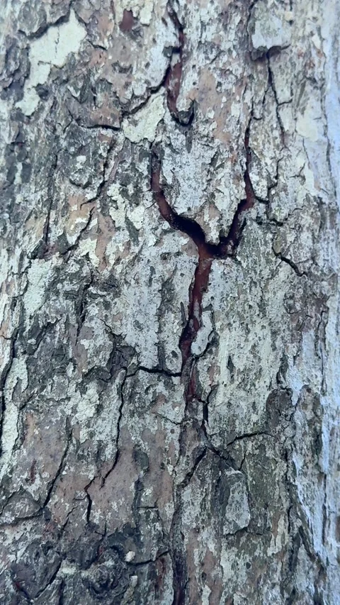 Closeup of textured tree bark with natural cracks surface details Stock Footage 311982076
