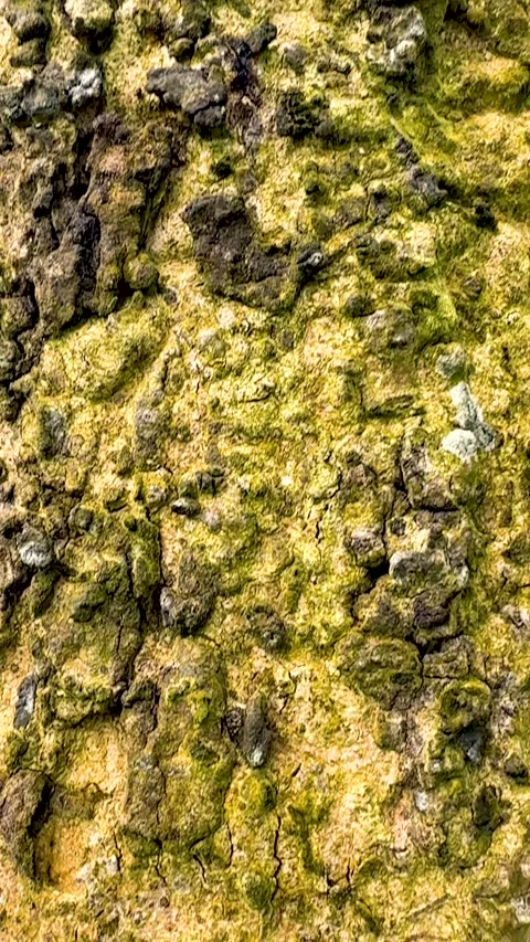 Closeup of textured tree bark with rich earthy tones and intricate natural .. Video stock 338414330