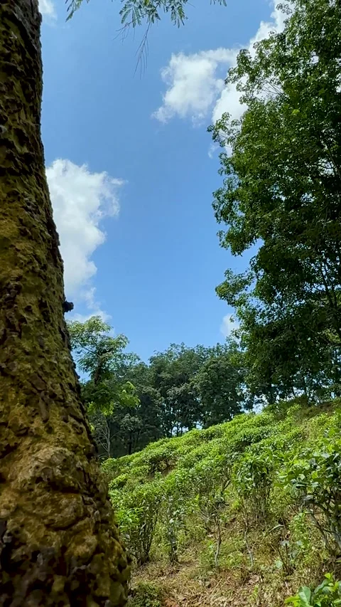 Closeup of textured tree trunk with lush green foliage under a bright blue .. Stock-Footage 338414326