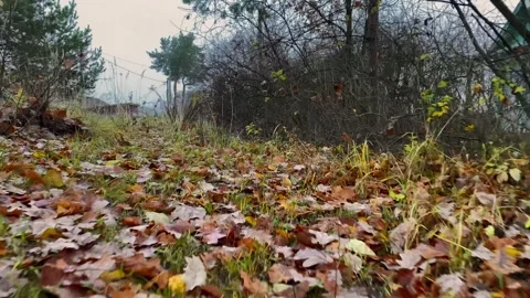 Closeup textures of moss and crispy fallen leaves in mist Stock Footage 319953088