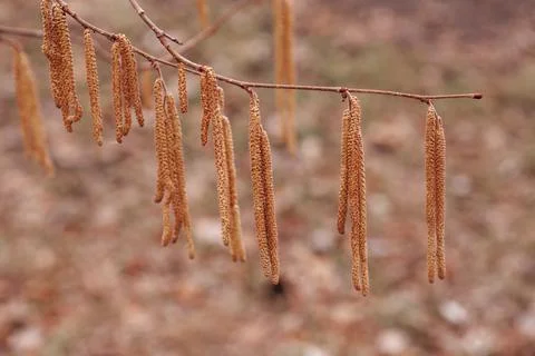 Closeup of thin branch full of long yellow catkins of hazelnut tree growing in Fotos de archivo