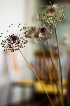 A closeup to thin dandelion - blurry background Stock Photos