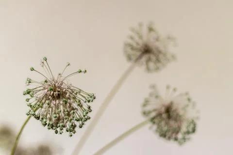 A closeup to thin dandelion - blurry background and good composition. Stock Photos