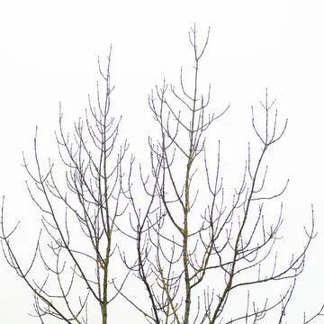 Closeup of thin tree branches of a big tree on a white sky background Stock Photos