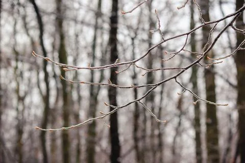 Closeup of thin tree branches covered in thick ice glaze after a severe win.. Stock Photos
