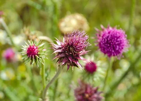 Closeup of a thistle flower on a stem in dense green grass against Stock Photos