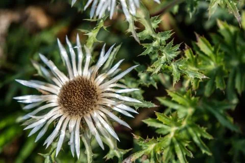 Closeup of a thistle Stock Photos