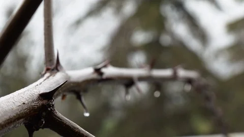Closeup. Thorny branch with raindrops Stock Footage 128679791