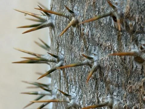 Closeup of thorny tree bark with sharp spikes, detailed texture and natural.. Foto stock