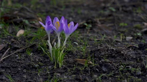 Closeup of three bright purple crocus . Horizontal camera slide. Stock Footage 149995329