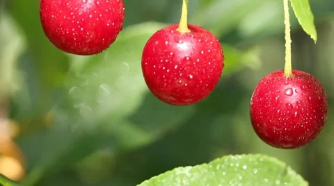 Closeup of three cherries with drops on cherry-tree in orchard Stock Footage 8559174