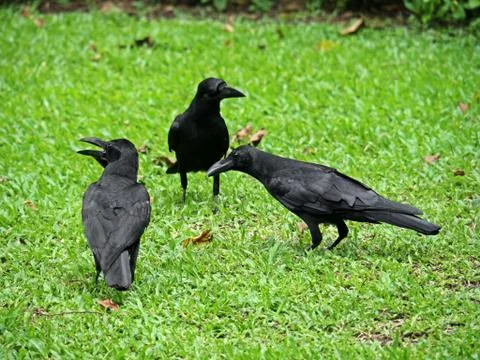 Closeup Three Crows Stand on The Lawn Stock Photos